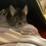 チラニーの謎