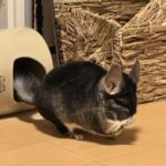 チンチラの精液の話