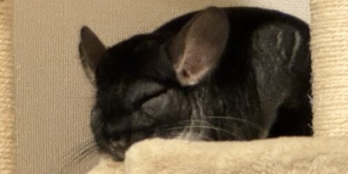 寝ネタ