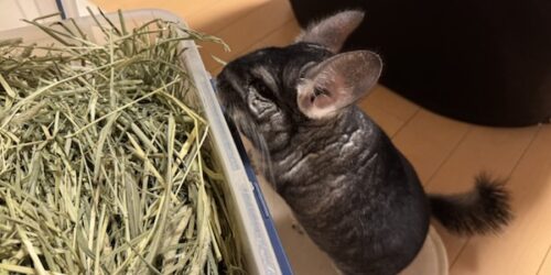 チモシーの使い道