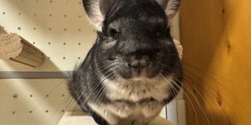 足持ち