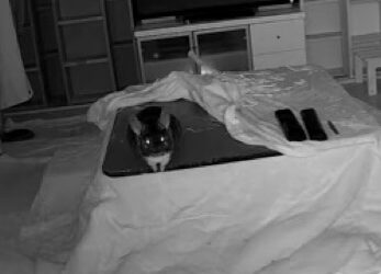 飼い主がいない日まとめ