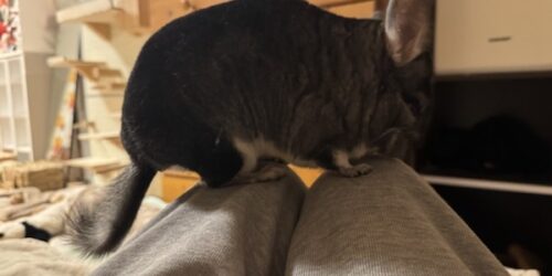 無限フンフン