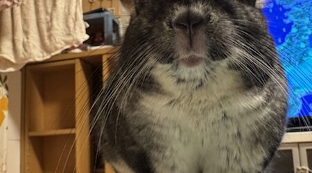 一生広がり続ける疑惑の模様