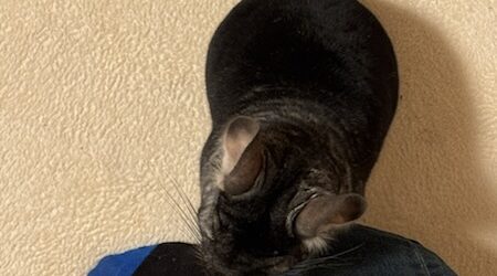 ひげピロピロの疑問