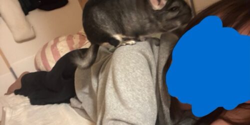 飼い主の一生の仕事？