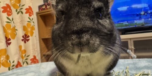 チモシーに虫が入ってた