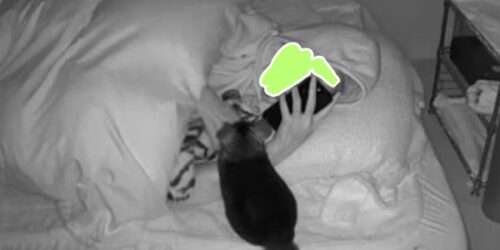 飼い主夜更かし日