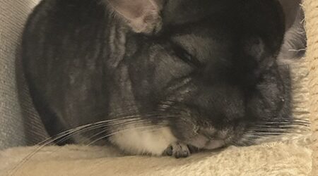 おうちゃんビールグラス