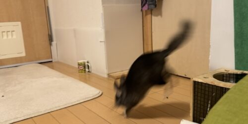 弱らない足腰