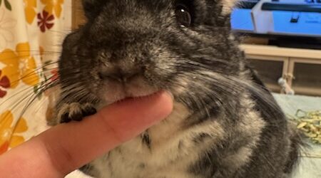飼い主の一部
