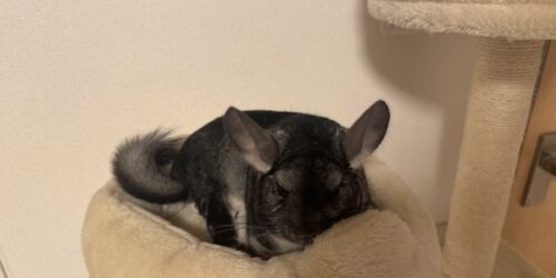 何時に起きてる？