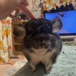 素晴らしい手