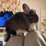 膝に乗る