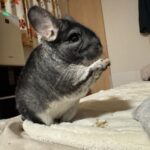 1箇所で齧れ