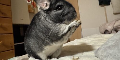 1箇所で齧れ