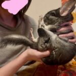 飼い主のセクハラ