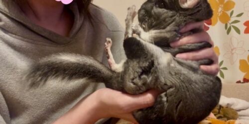 飼い主のセクハラ